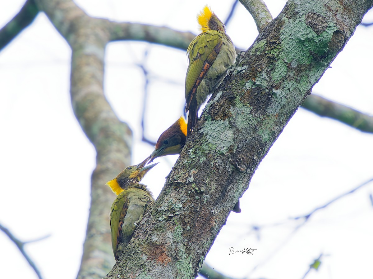 Greater Yellownape - ML641427975