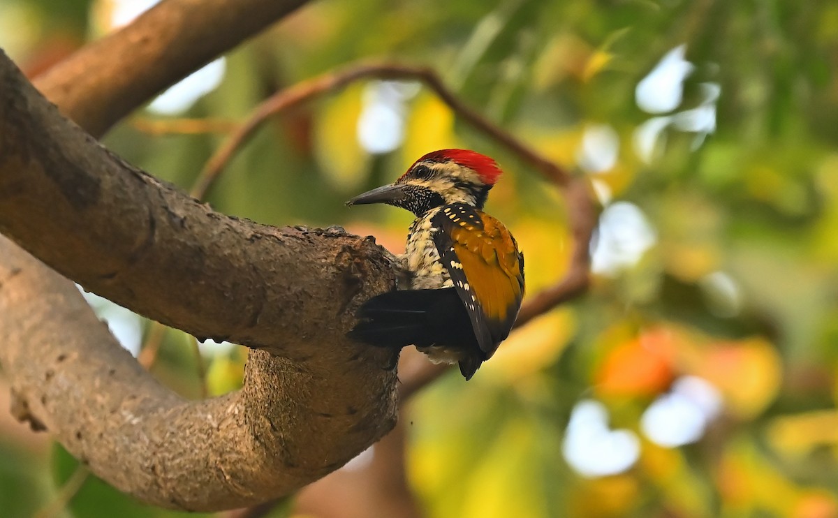 Black-rumped Flameback - ML641427981