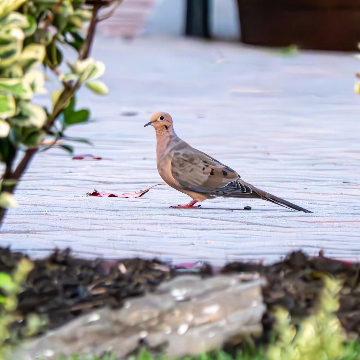 Mourning Dove - ML641427987