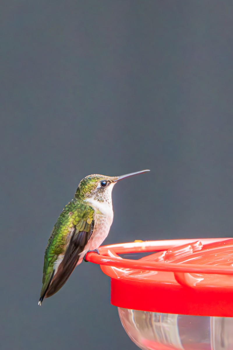 Ruby-throated Hummingbird - ML641427989