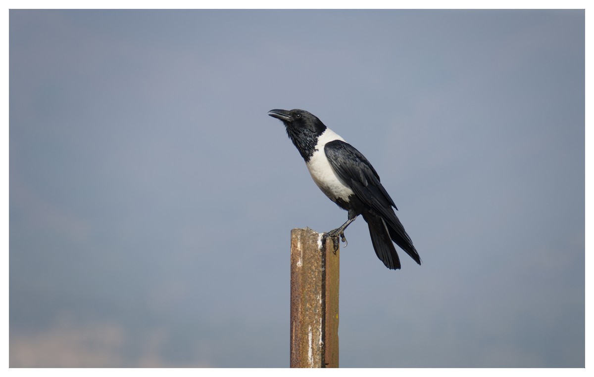 Pied Crow - ML641427991