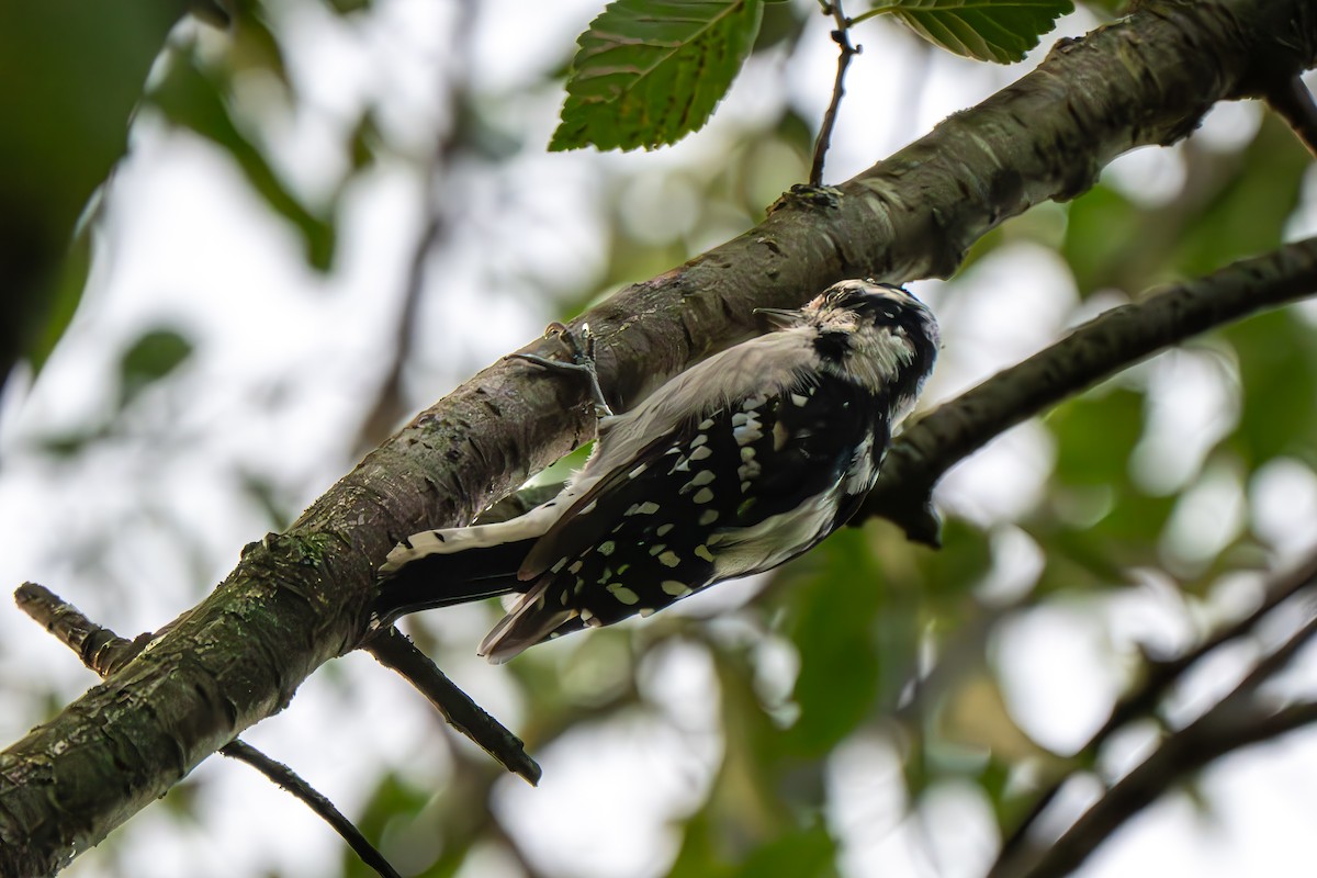 Downy Woodpecker (Eastern) - ML641427997