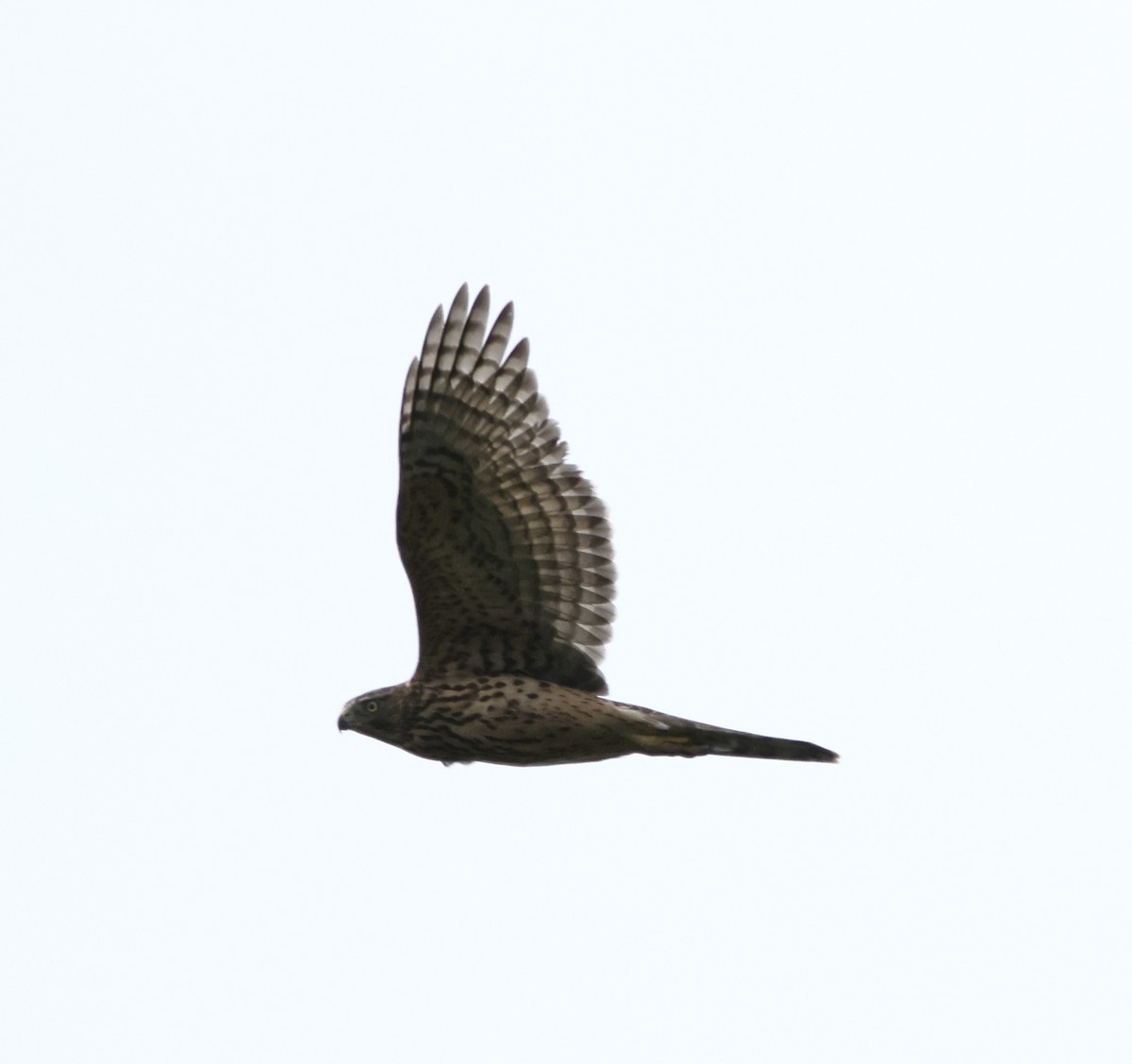hønsehauk - ML641428008