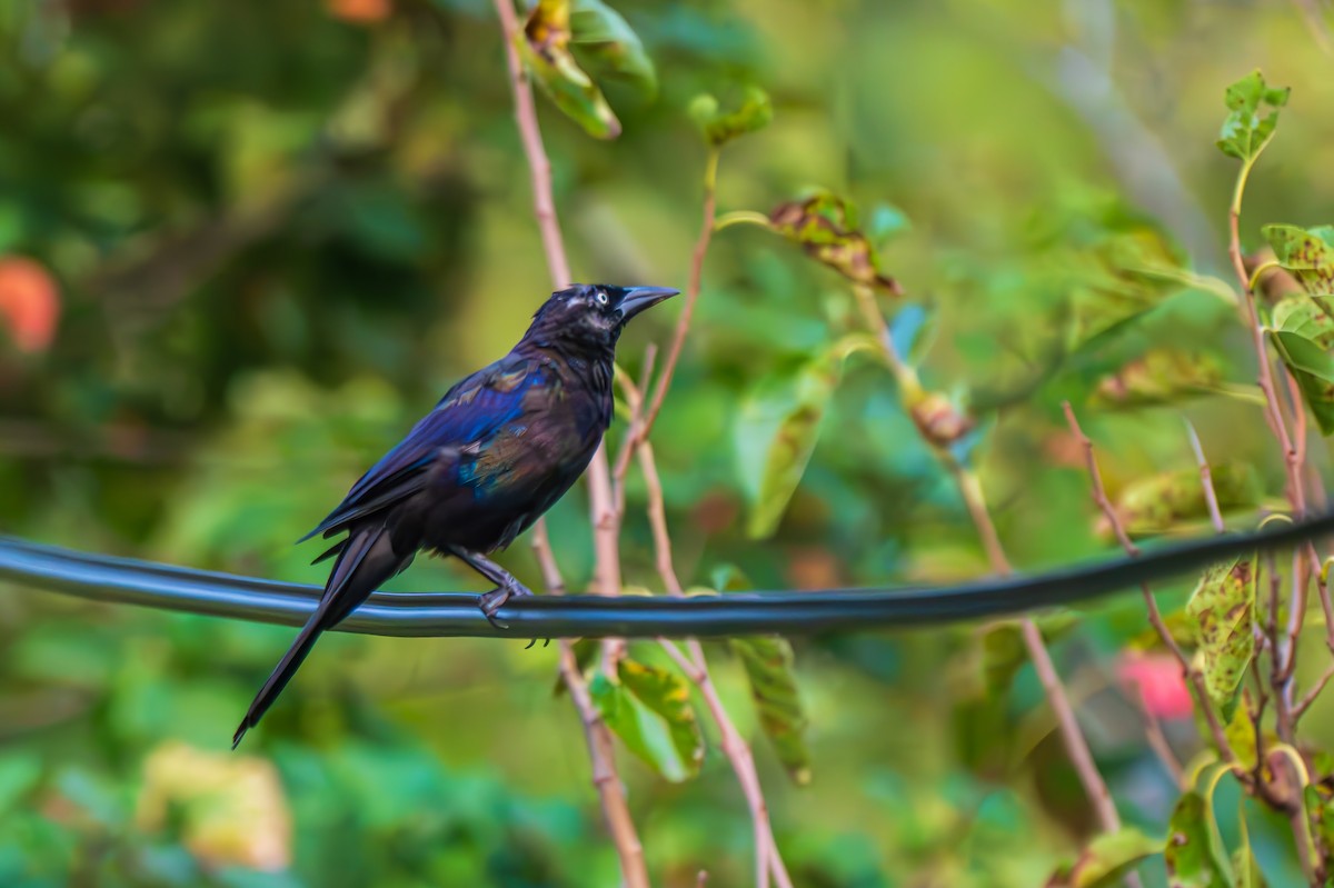 Common Grackle - ML641428014