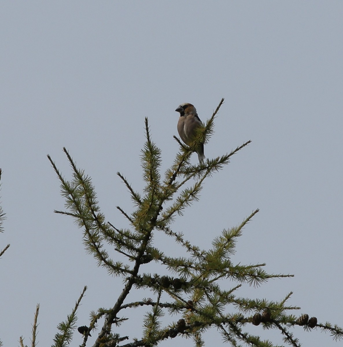 Hawfinch - ML641428020