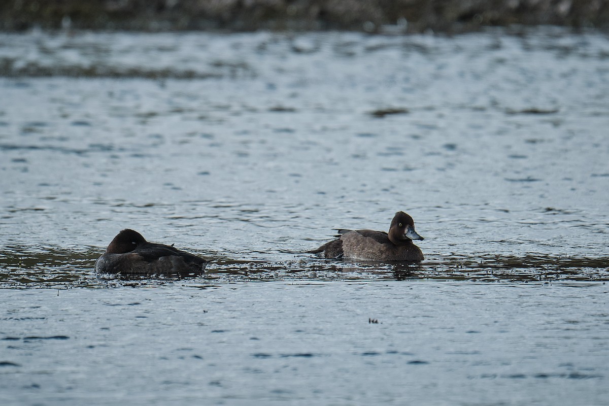 Tufted Duck - ML641428040
