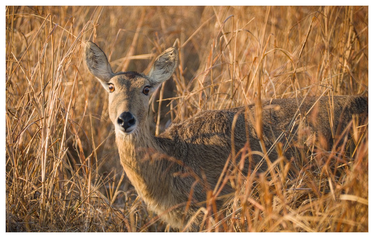Southern Reedbuck - ML641428045