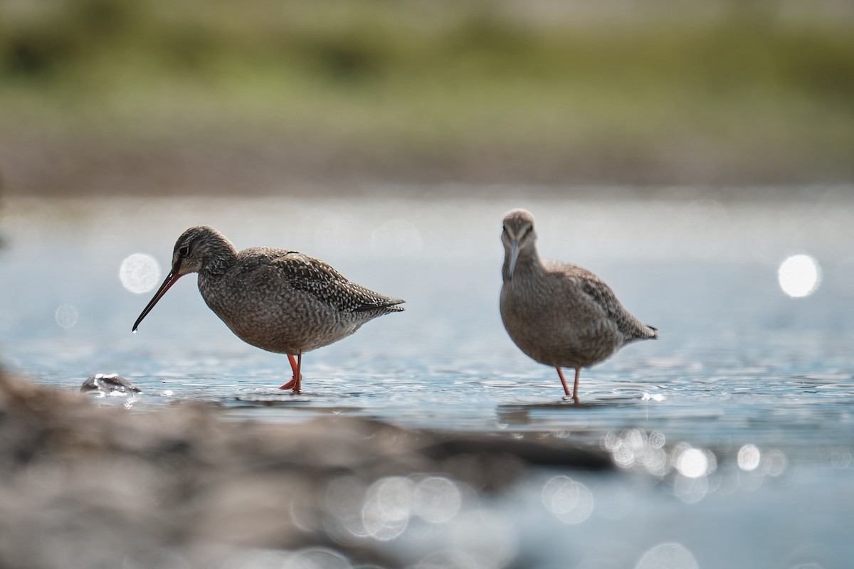 Spotted Redshank - ML641428046