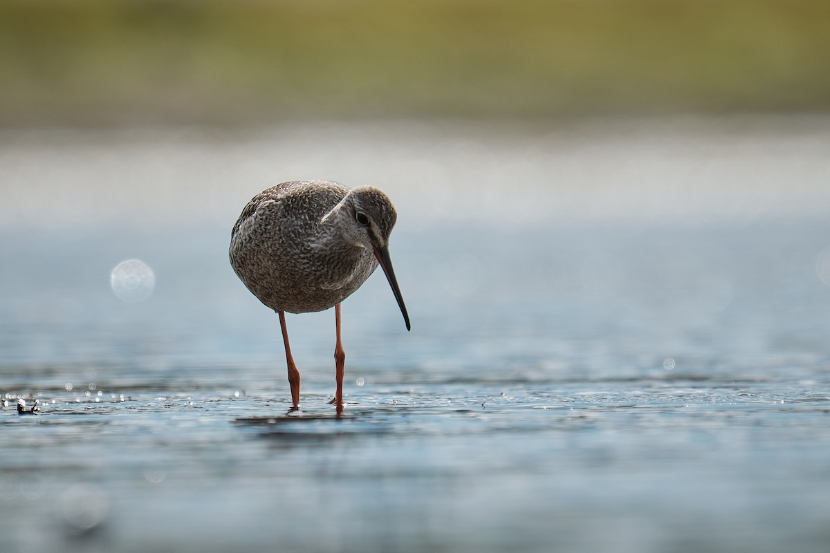 Spotted Redshank - ML641428047
