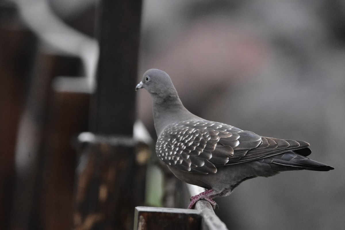 Spot-winged Pigeon - ML641428049