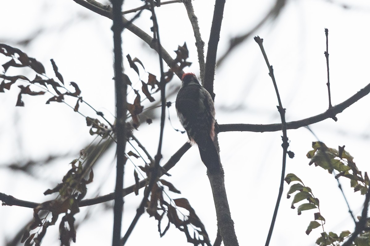 Middle Spotted Woodpecker - ML641428065