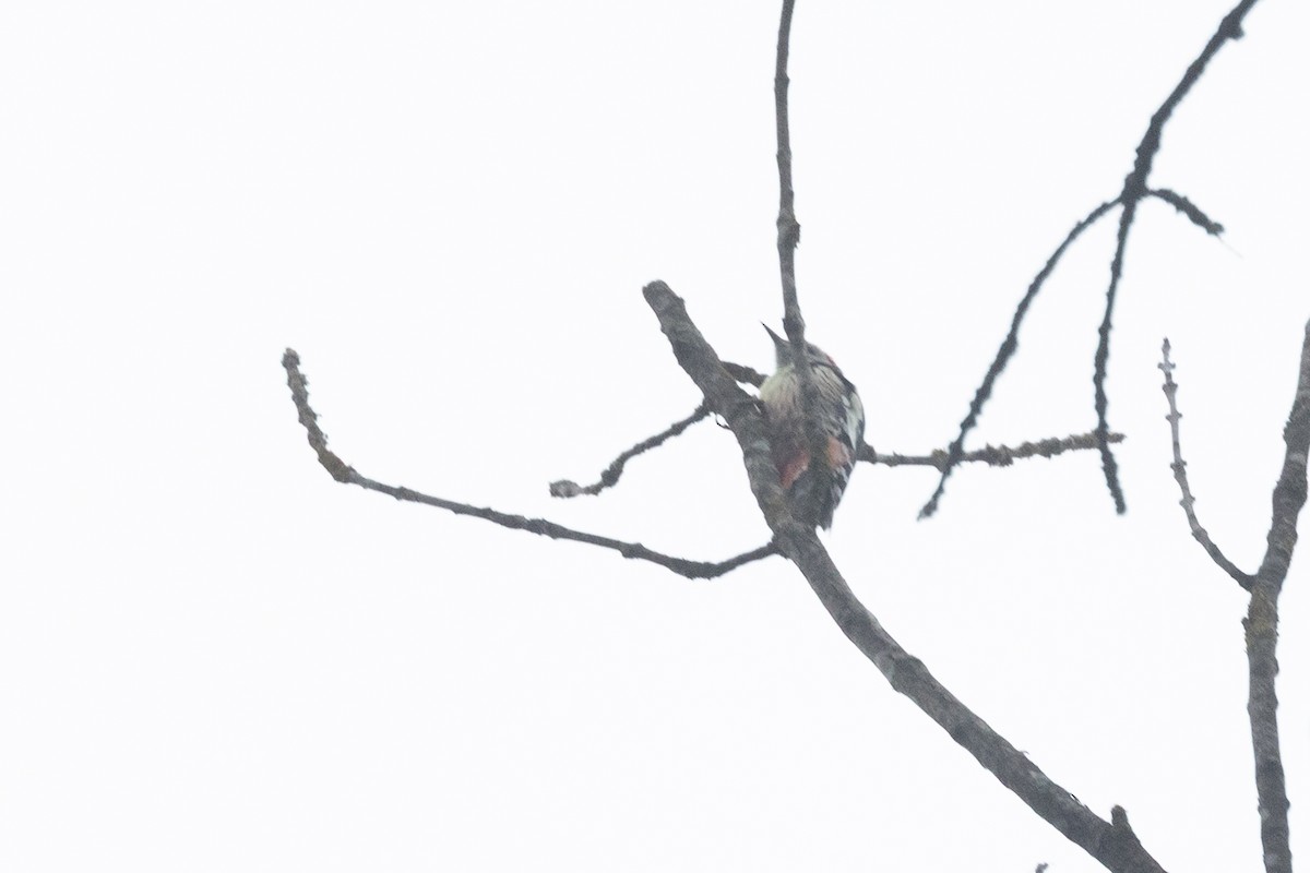 Middle Spotted Woodpecker - ML641428066