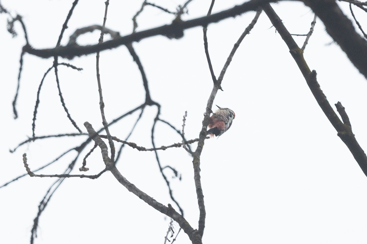 Middle Spotted Woodpecker - ML641428068