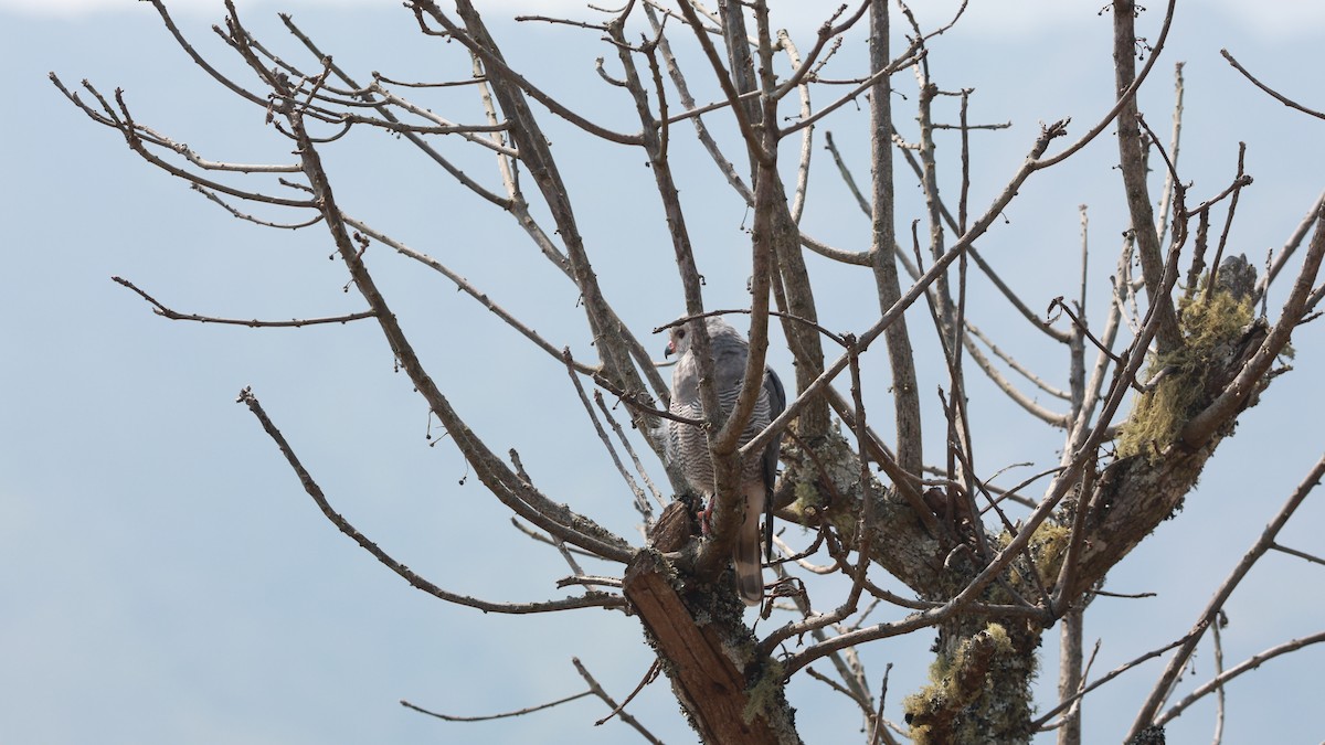 Lizard Buzzard - ML641428070