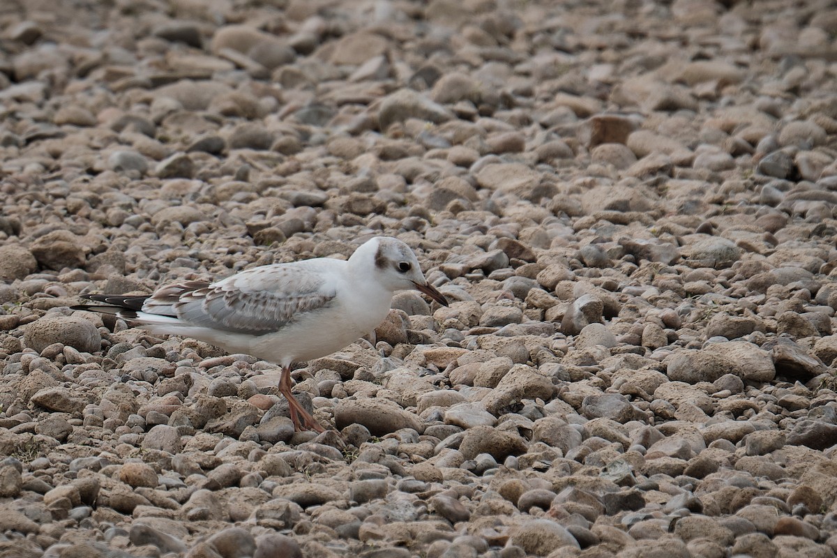 Black-headed Gull - ML641428076