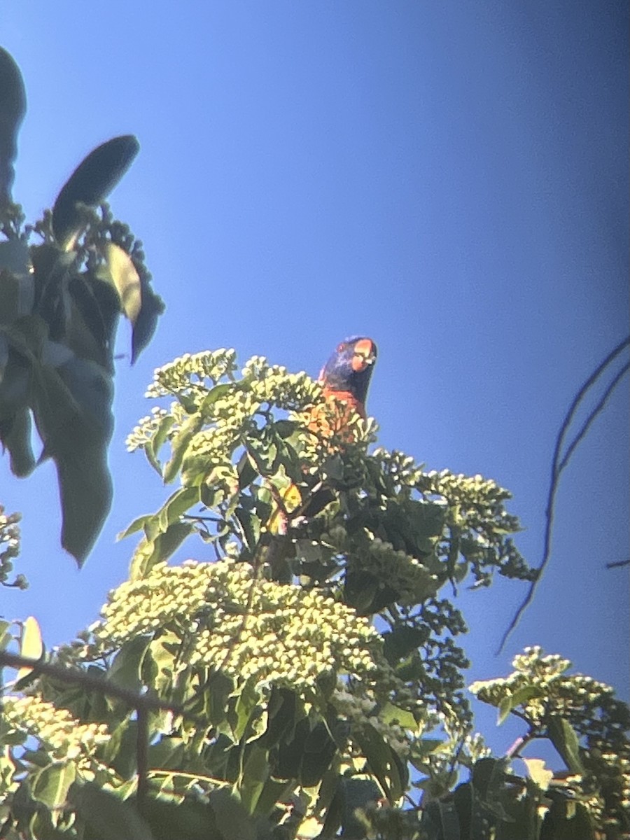 Red-collared Lorikeet - ML641428078