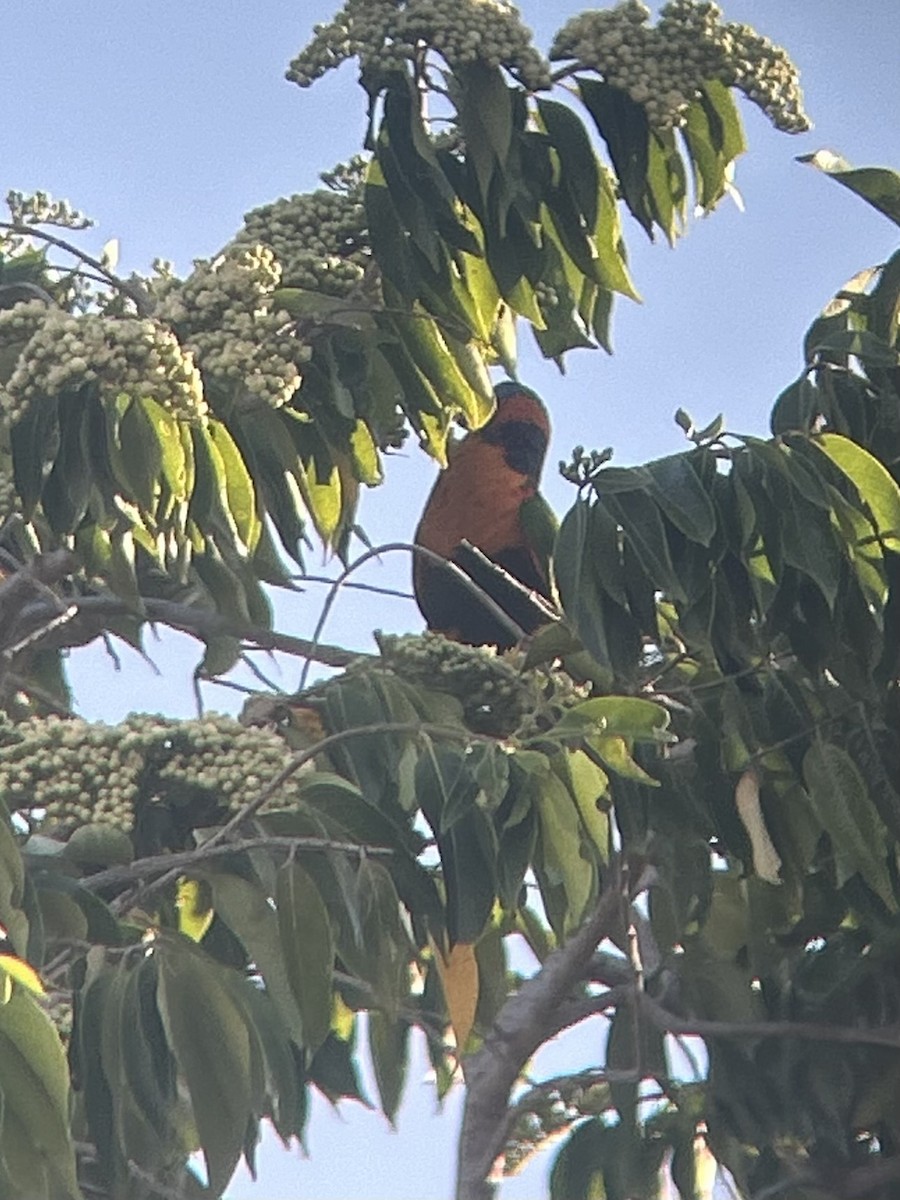 Red-collared Lorikeet - ML641428079