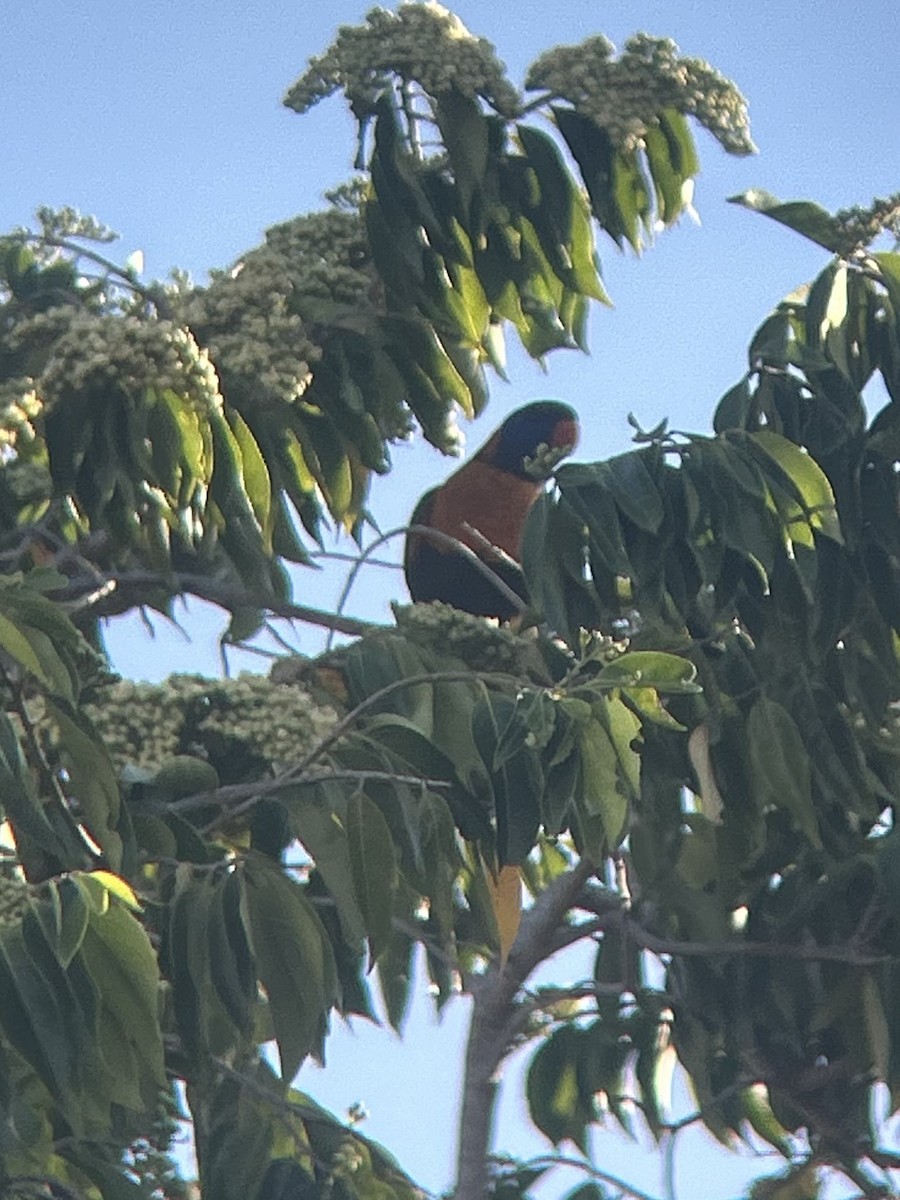 Red-collared Lorikeet - ML641428080