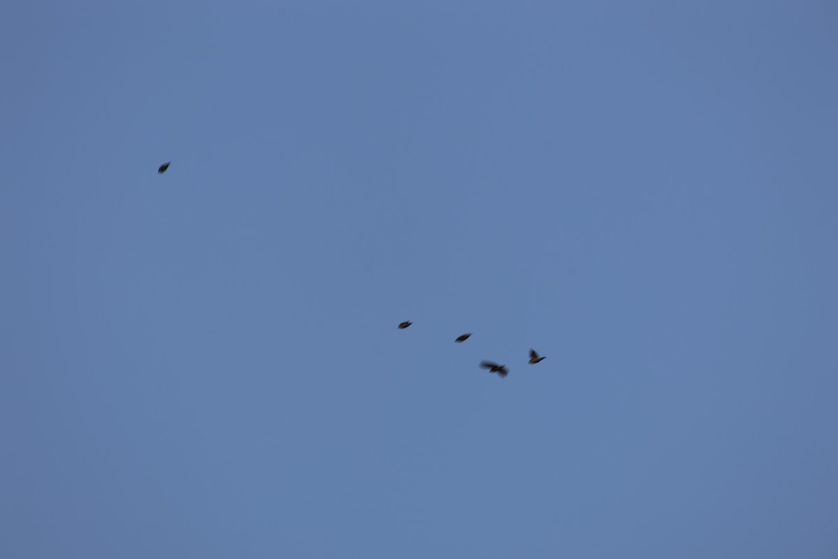 Locustfinch - ML641428101