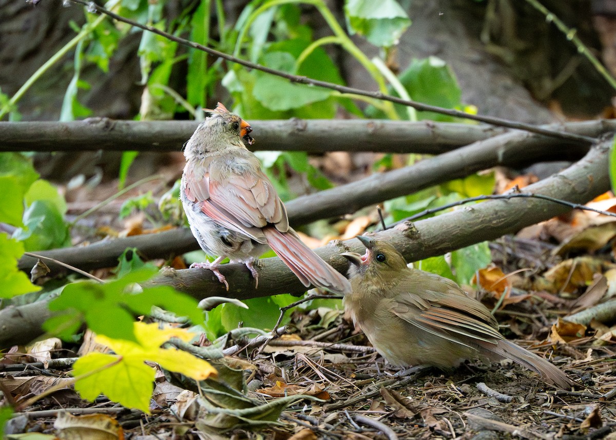 Northern Cardinal - ML641428116