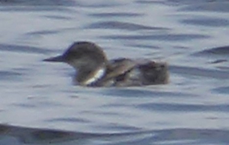 Pigeon Guillemot - ML641428119