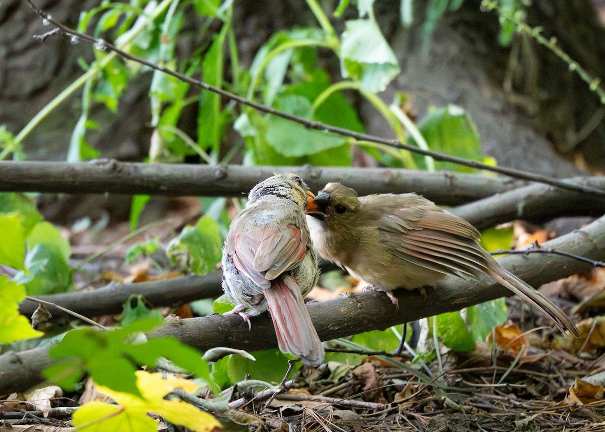 Northern Cardinal - ML641428125
