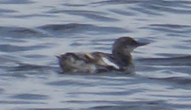 Pigeon Guillemot - ML641428126