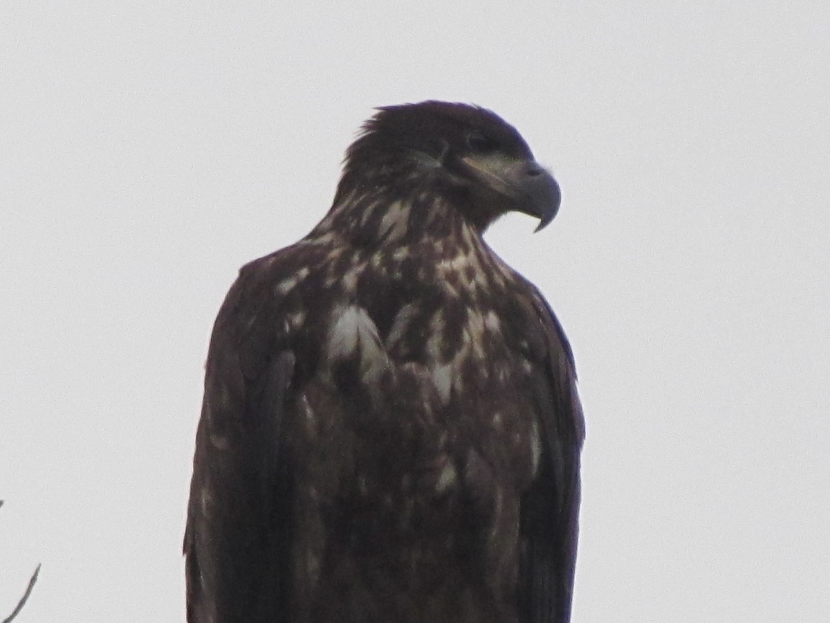 Bald Eagle - ML641428128