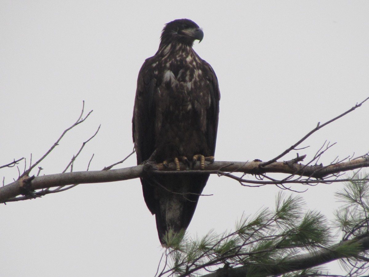 Bald Eagle - ML641428129