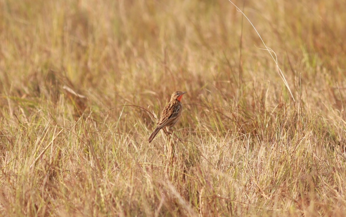 Rosy-throated Longclaw - ML641428134