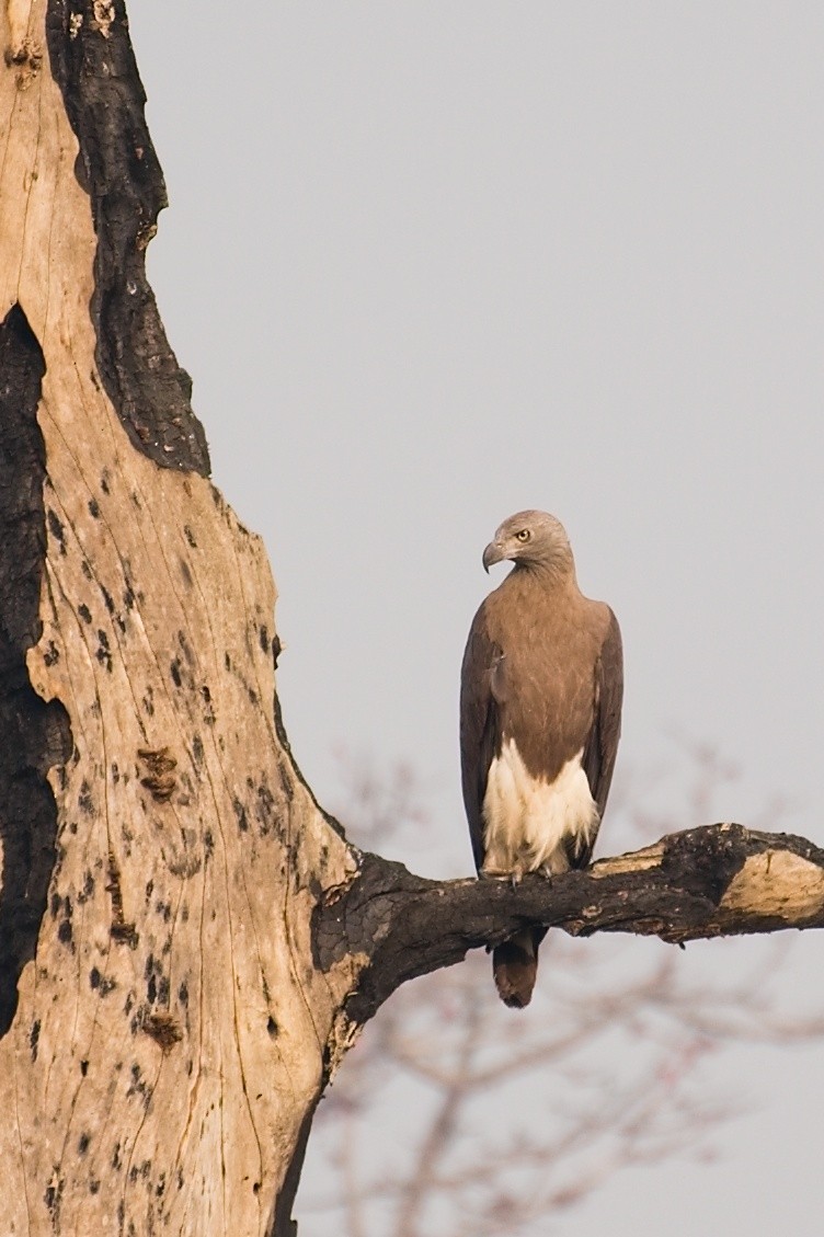 Gray-headed Fish-Eagle - ML641428141