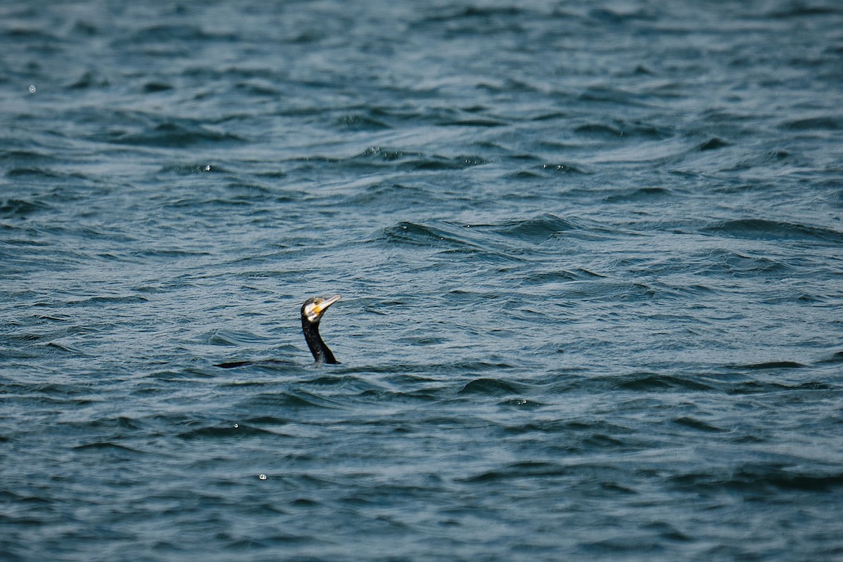 Great Cormorant - ML641428144