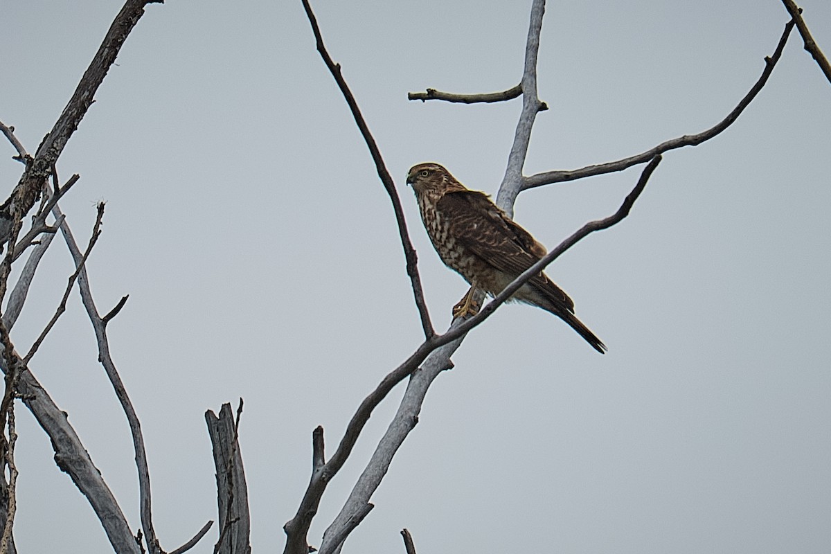 Eurasian Sparrowhawk - ML641428145