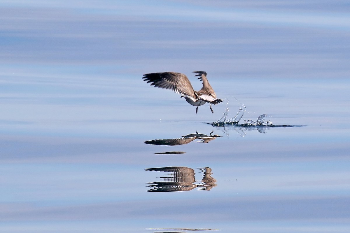 Wilson's Storm-Petrel - ML641428165