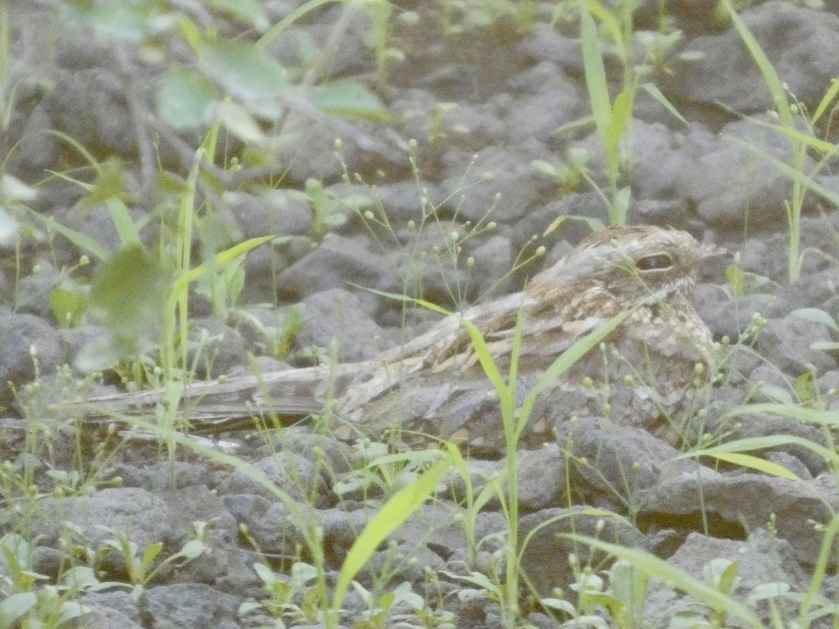 Slender-tailed Nightjar - ML641428176
