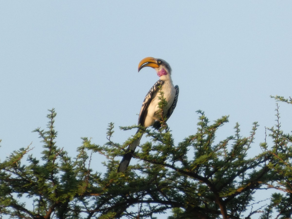 Eastern Yellow-billed Hornbill - ML641428180