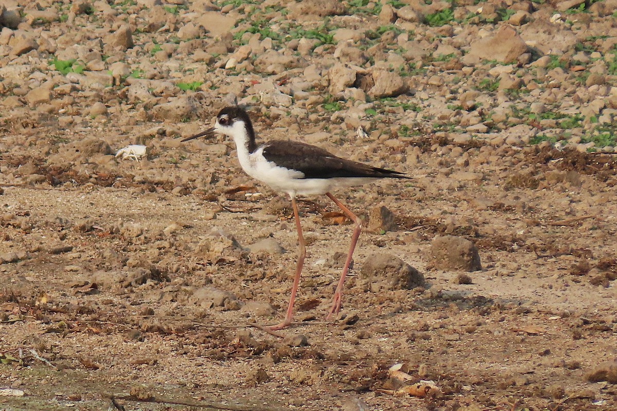 Black-necked Stilt - ML641428190