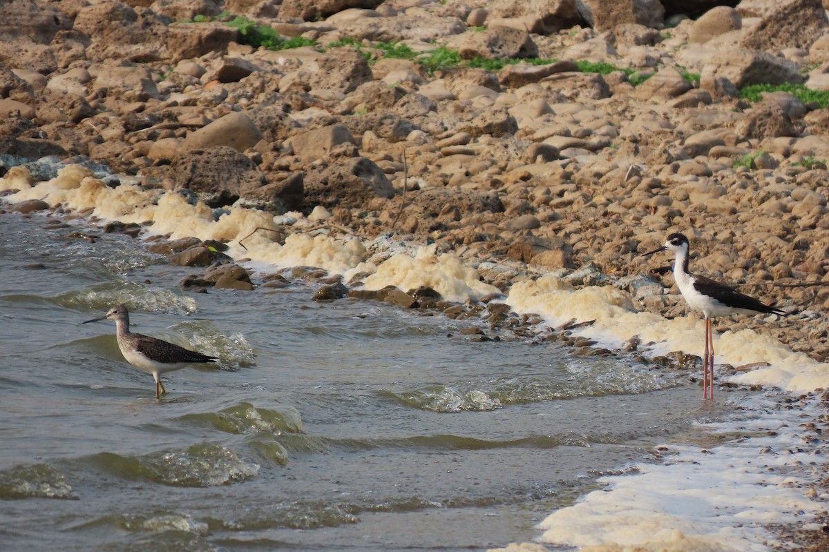 Black-necked Stilt - ML641428196