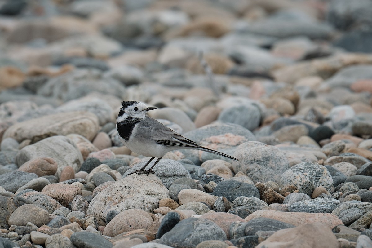 White Wagtail - ML641428214