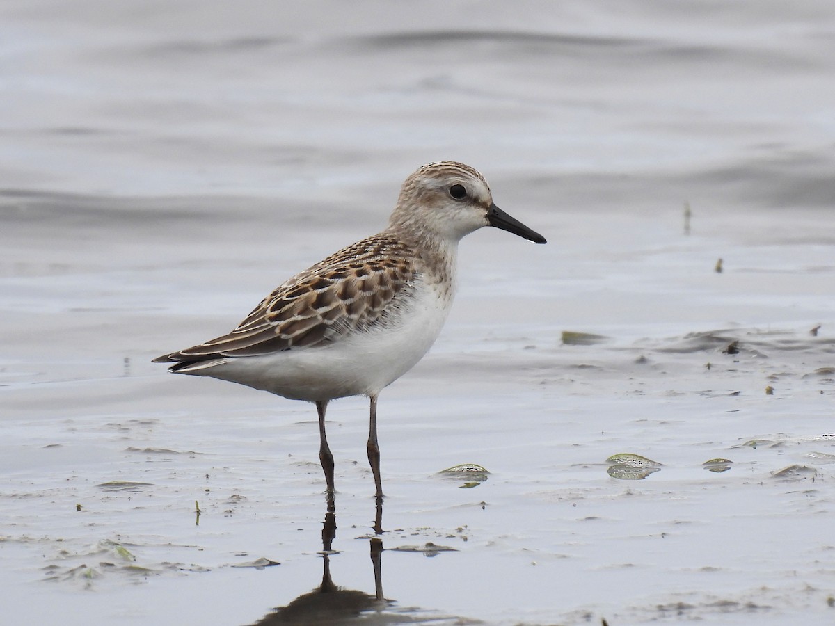 Semipalmated Sandpiper - ML641428222
