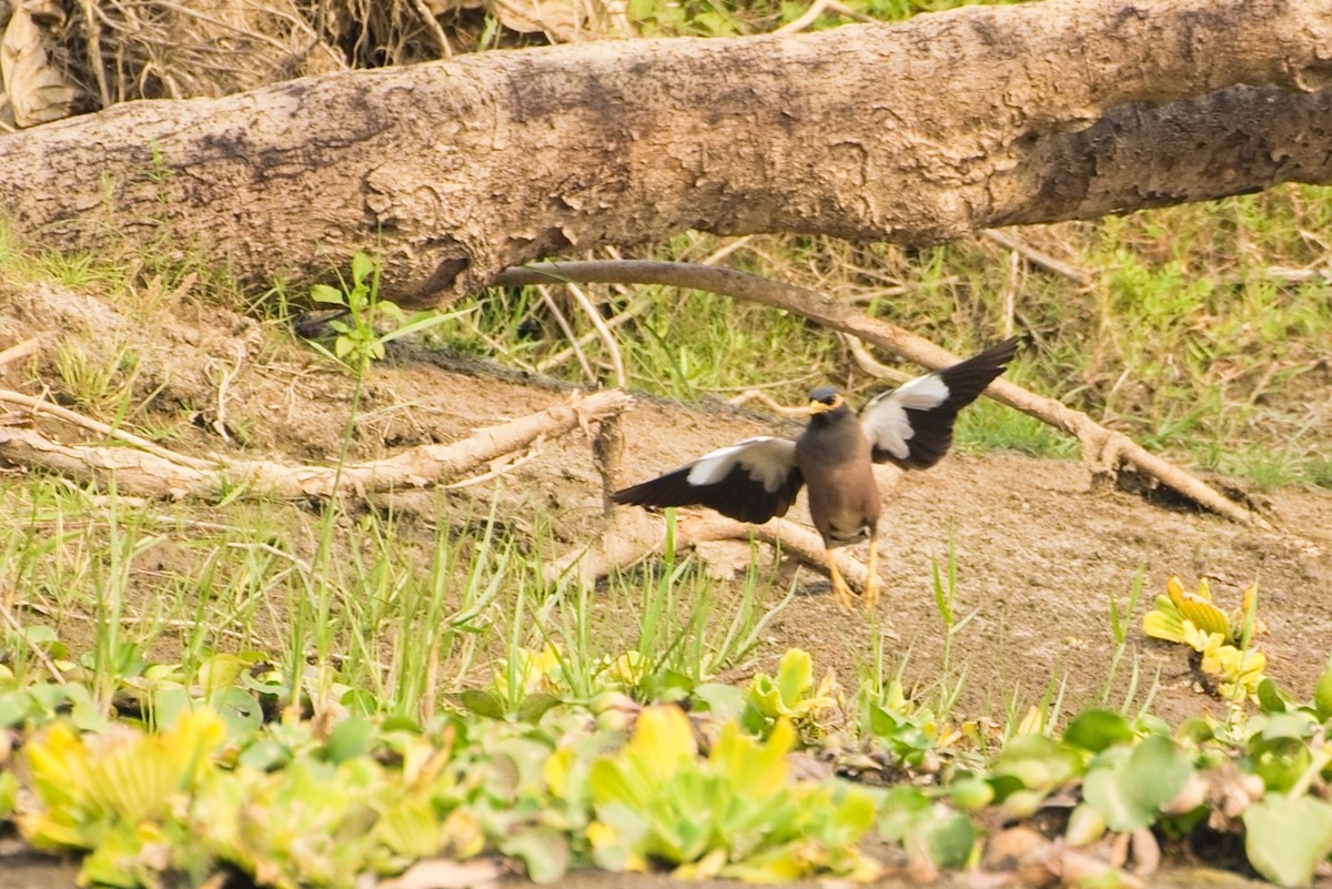 インドハッカ - ML641428255