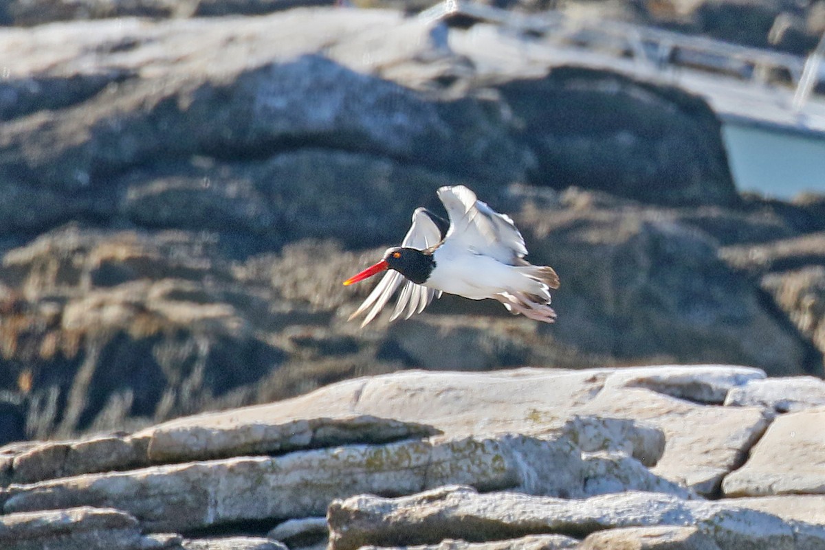 American Oystercatcher - ML641428322