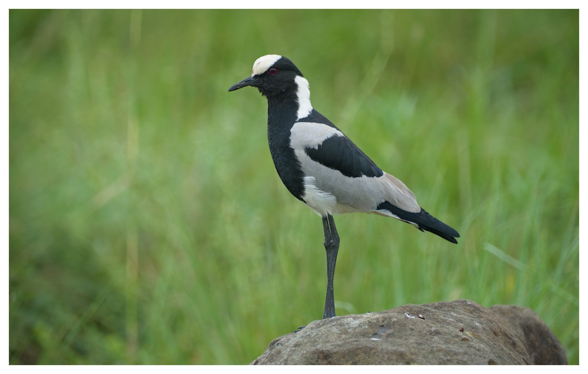 Blacksmith Lapwing - ML641428329