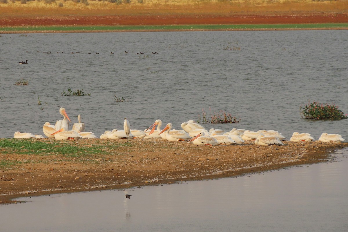 American White Pelican - ML641428338