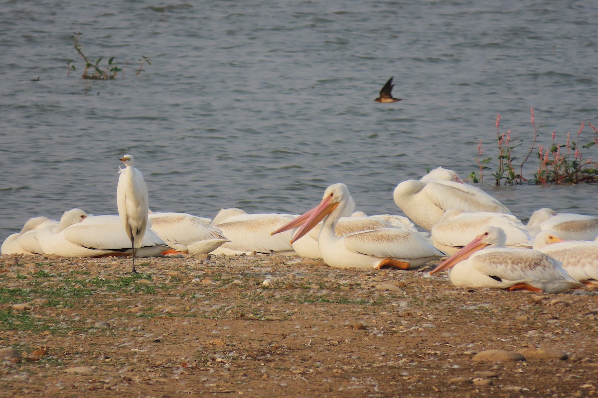 American White Pelican - ML641428339