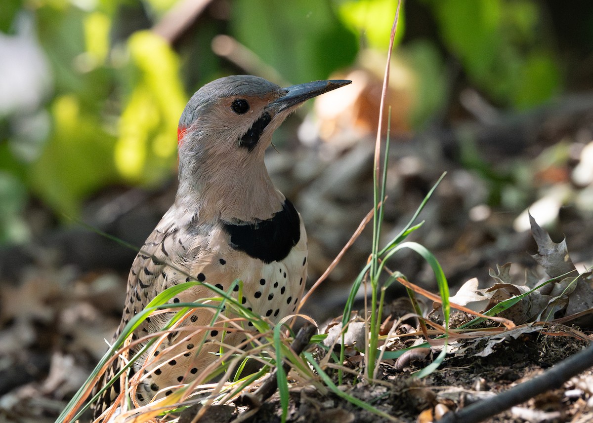 Northern Flicker - ML641428365