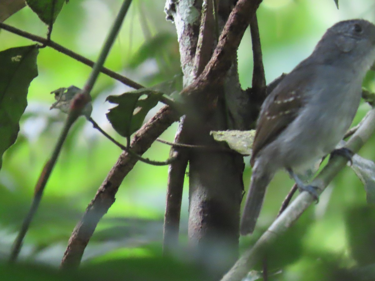 Mouse-colored Antshrike - ML641428368
