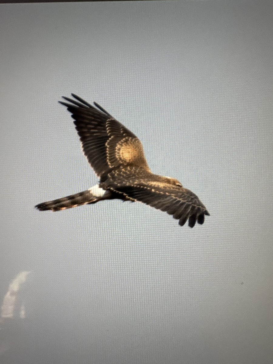 Montagu's Harrier - ML641428371