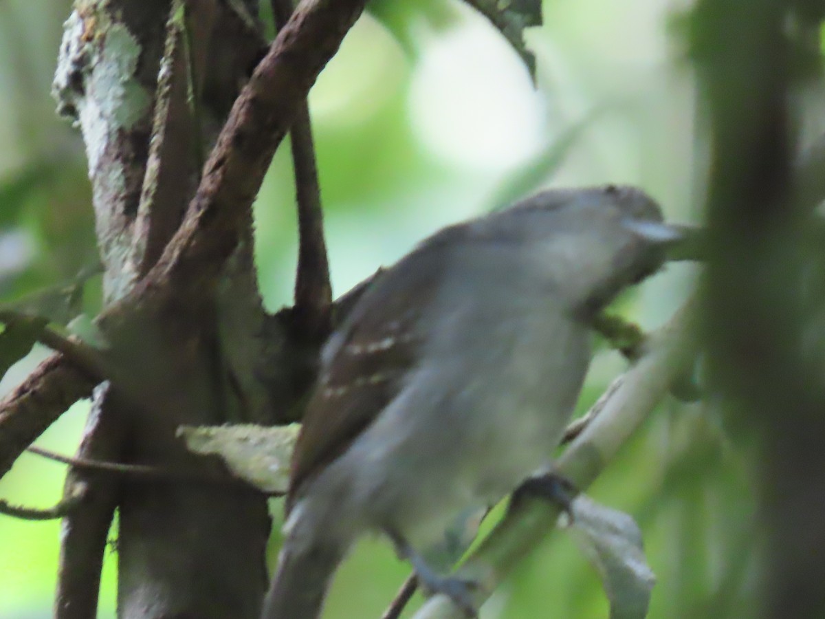 Mouse-colored Antshrike - ML641428373