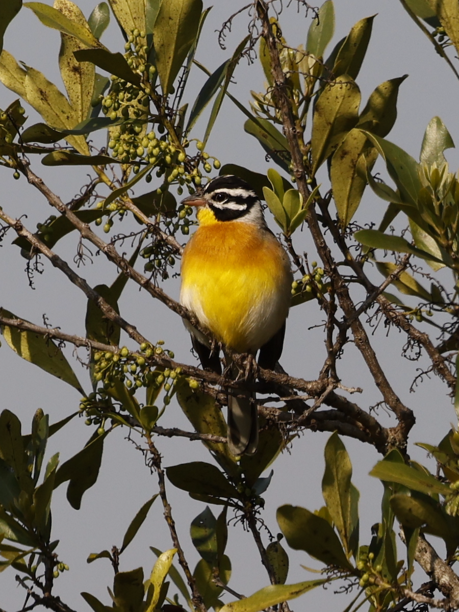 Golden-breasted Bunting - ML641428378
